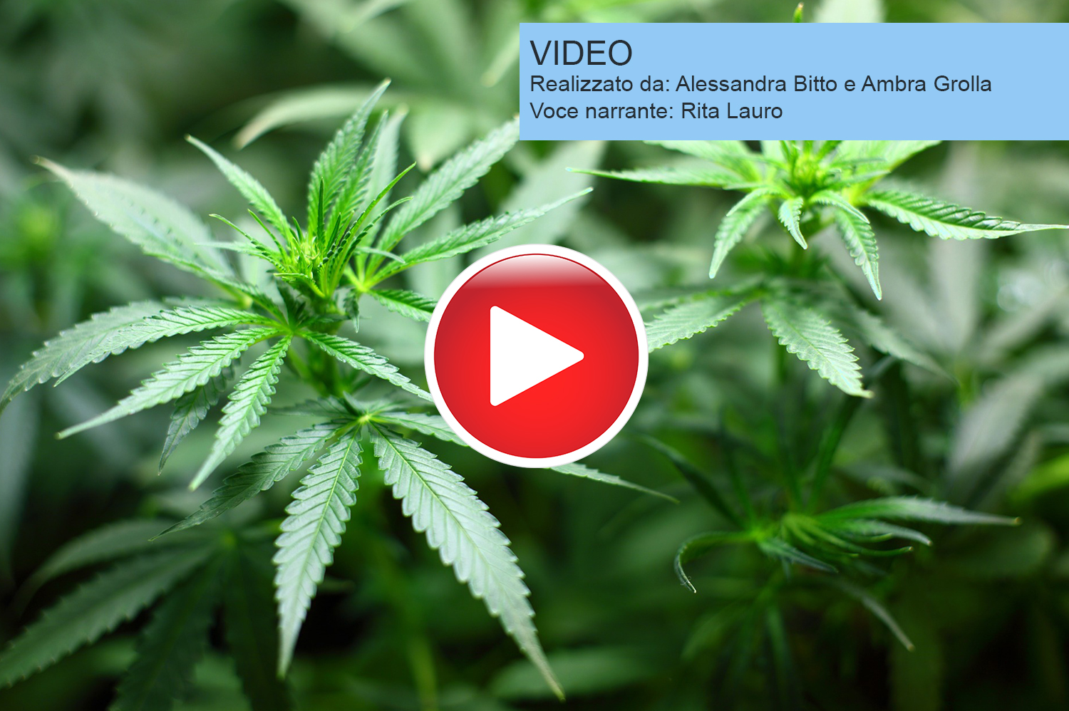 Cannabis e dolore