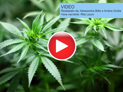 Thumb cannabis e dolore