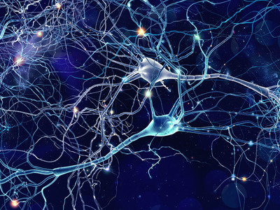 Thumb neuroni