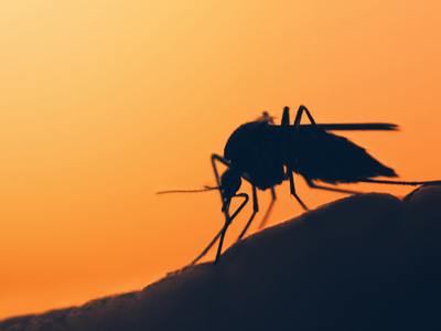 Thumb zanzara malaria
