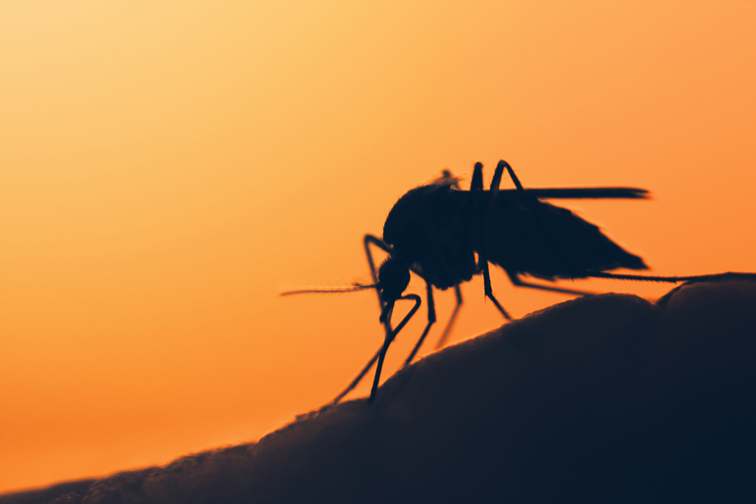 Zanzara malaria