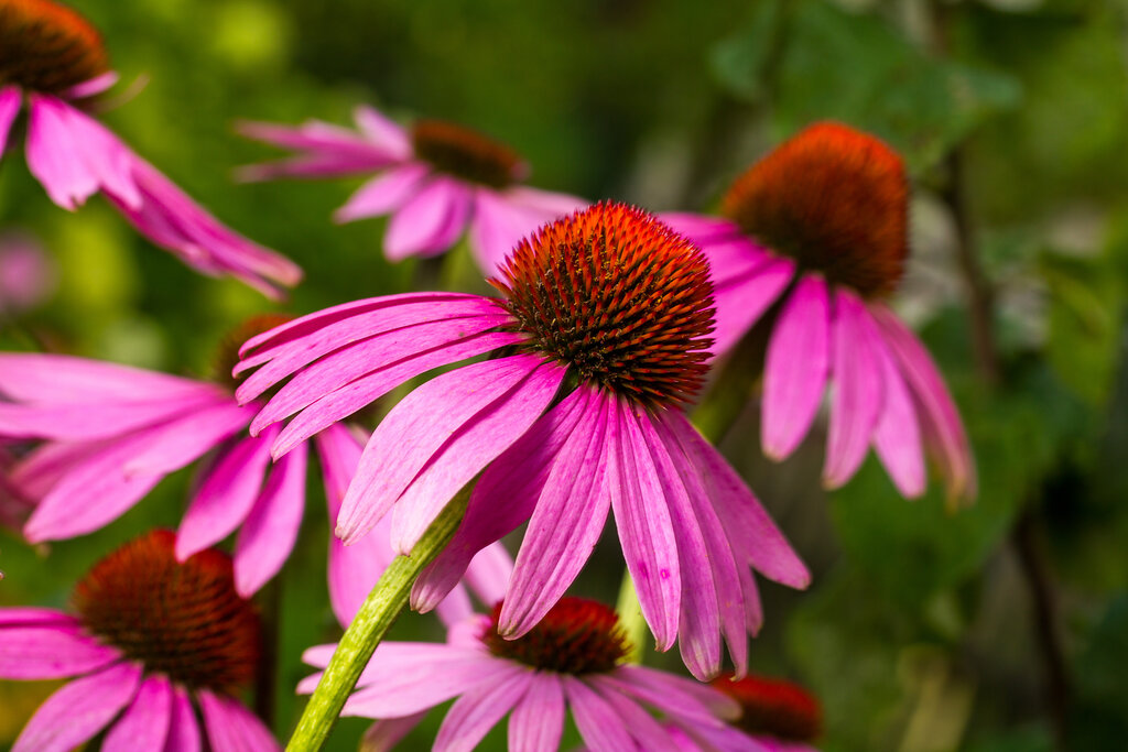 Echinacea