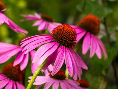 Thumb echinacea